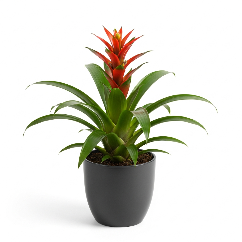 Bromelia