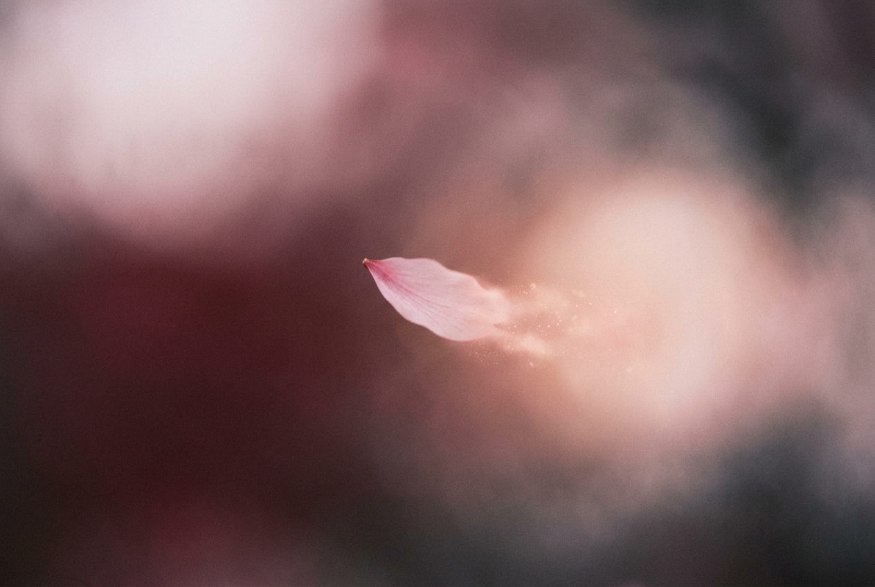 Mono no Aware: The Gentle Sadness of Impermanence